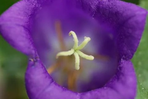 Bluebell Stock Photos