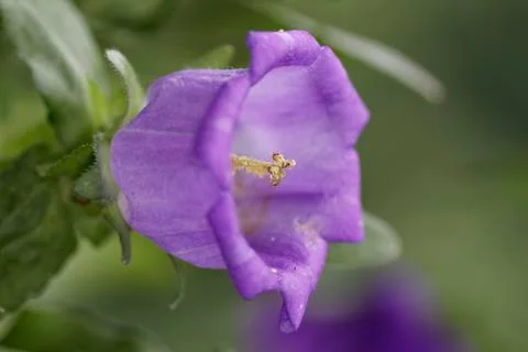 Bluebell Foto stock