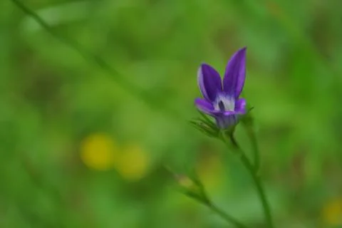 Bluebell Stock Photos