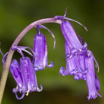 Bluebell Stock Photos
