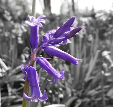 Bluebell Stock Photos