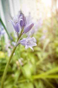 Bluebell Stock Photos