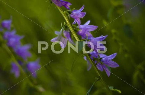 Bluebell Plant in the Garden Stock Photos