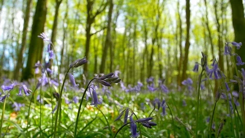 Bluebell Pull Focus Medium CU Stock Footage 95678496