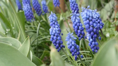 Bluebell spring flowers Stock Footage 107192420