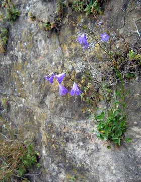 Bluebell on the stone wall Stock Photos