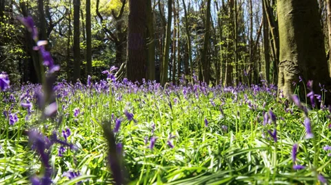 Bluebell Timelapse Stock Footage 39860227