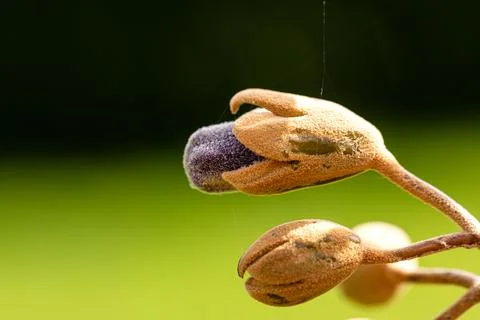Bluebell tree bud Stock Photos