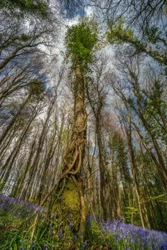 Bluebell tree canopy Stock Photos