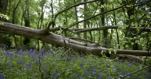 Bluebell Woodland focus shift from foreground to tree trunk Stock Footage