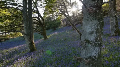 Bluebell Woods 库存影片 80961620