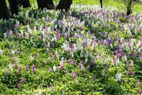 Bluebell woods Stock Photos