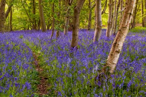 Bluebell woods Stock Photos