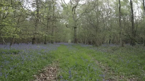 Bluebells 1 Stock Footage 236492514