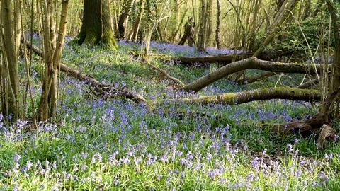 Bluebells 3 Stock Footage 128303417