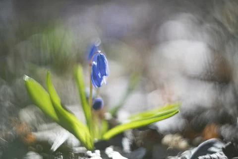 Bluebells abstract Stock Photos