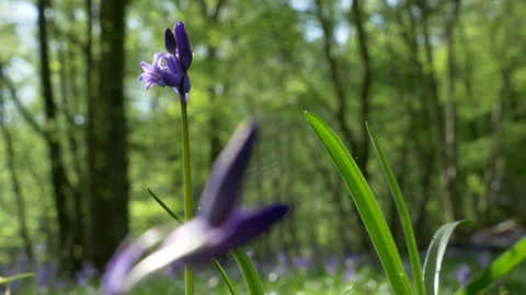 Bluebells against the Forest Stock Footage 130450058