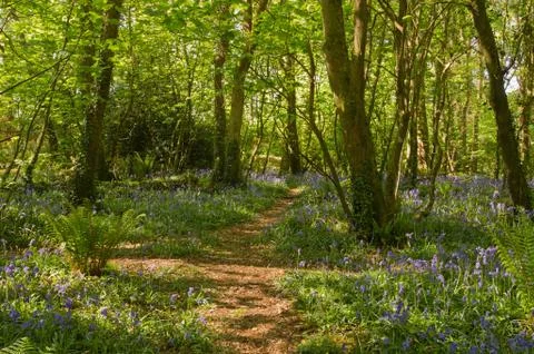 Bluebells along a path in the woods, tehidy park cornwall uk. Stock Photos