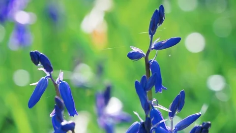 Bluebells and spiders web backlit by sun Stock Footage 75528027