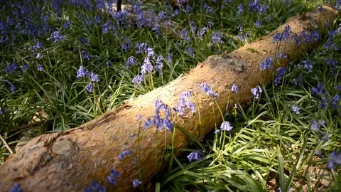 Bluebells Around Log Stock Footage 73089836
