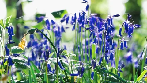 Bluebells backlit by sun Video stock 75527162