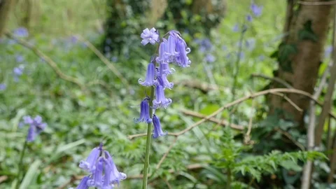 Bluebells blowing in the wind in slow motion Stock Footage 106989624