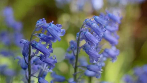 Bluebells Close Up Video stock 76614833