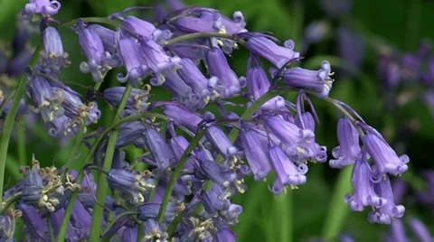 Bluebells Closeup Video stock 35442483