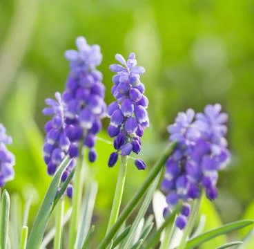 Bluebells closeup Stock Photos