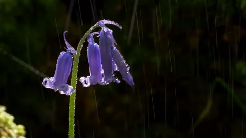 Bluebells Closeup in the Rain Stock Footage 130448403