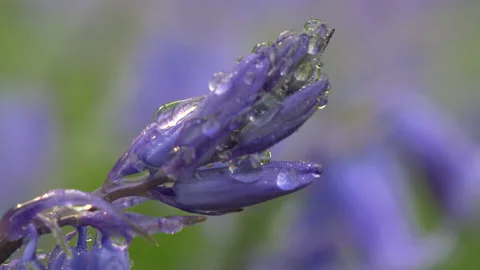 Bluebells covered with Dew Closeup Stock Footage 130445344