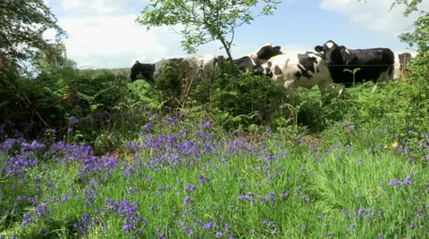 Bluebells with Cows Video stock 35446004