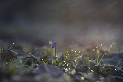 Bluebells in dew Stock Photos