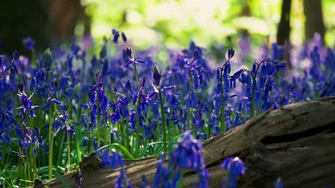 Bluebells by fallen tree trunk 库存影片 75524103