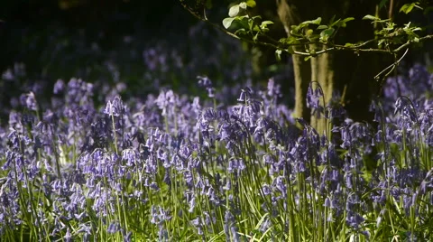 Bluebells in Flower. Stock Footage 4866969