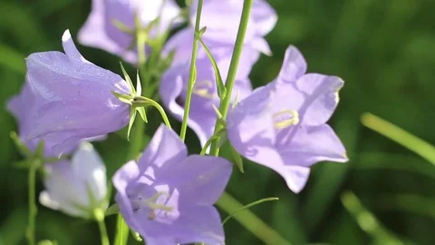 Bluebells flowers Video stock 78906877