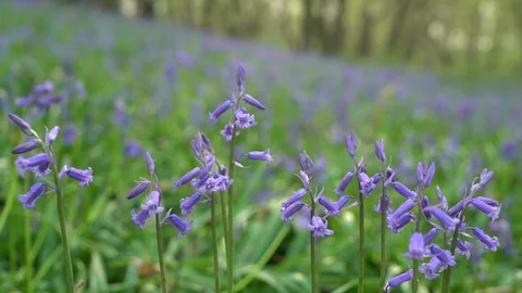 Bluebells, Focus Shift Video Stock Footage 129117969