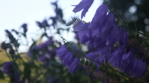 Bluebells Stock Footage 7882185