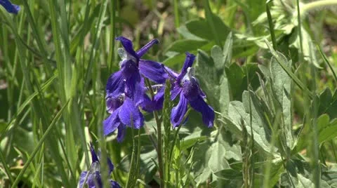 Bluebells Stock Footage 12766449