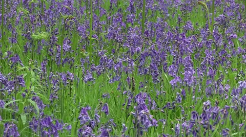 Bluebells Video stock 35442648