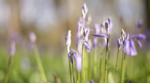 Bluebells Stock Footage 37226337