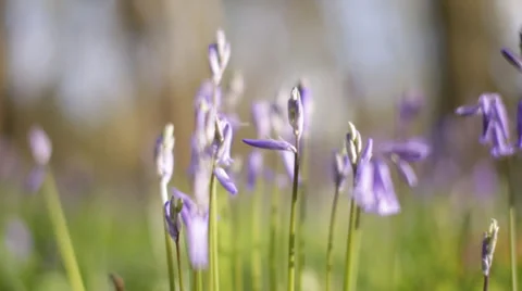 Bluebells  Stock Footage 37226452