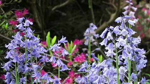 Bluebells Stock Footage 52785824