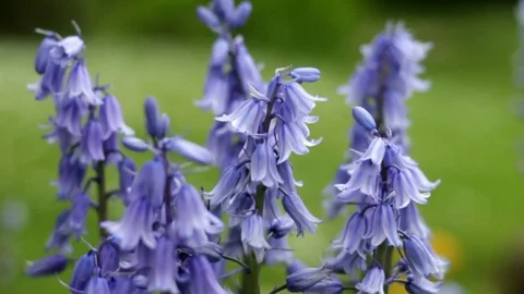 Bluebells Stock Footage 75871356