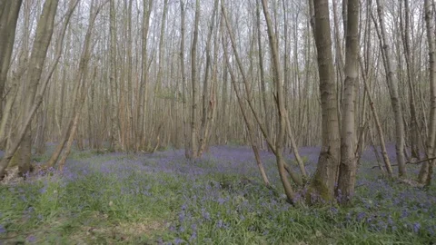 BlueBells Stock Footage 91581009