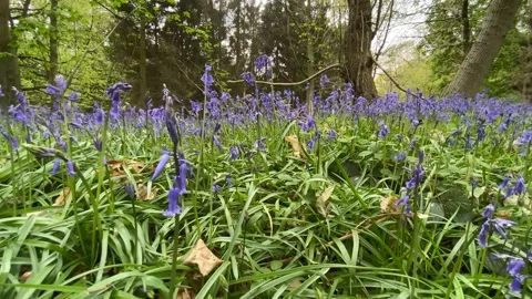 Bluebells Stock Footage 188247190