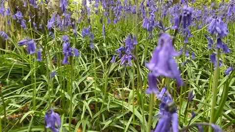 Bluebells Stock Footage 188248254