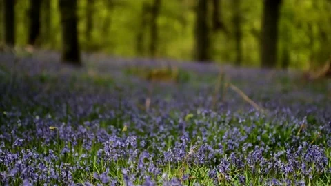 Bluebells Stock Footage 205334549