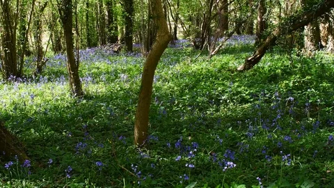 Bluebells on a forest floor Stock Footage 108643249
