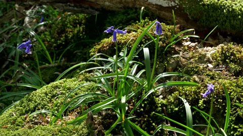 Bluebells on the Forest Floor Stock Footage 130441484